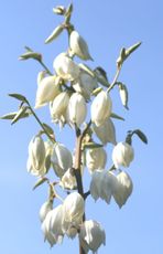 Yucca-Blüte-1.jpg